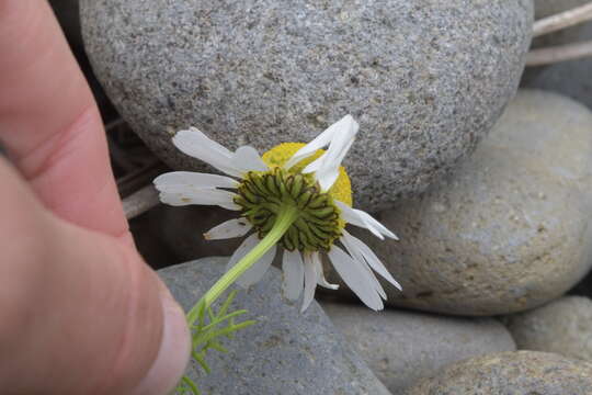 Image of Tripleurospermum tetragonospermum (F. Schmidt) Pobed.