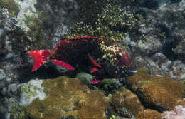 Sparisoma frondosum (Agassiz 1831) resmi