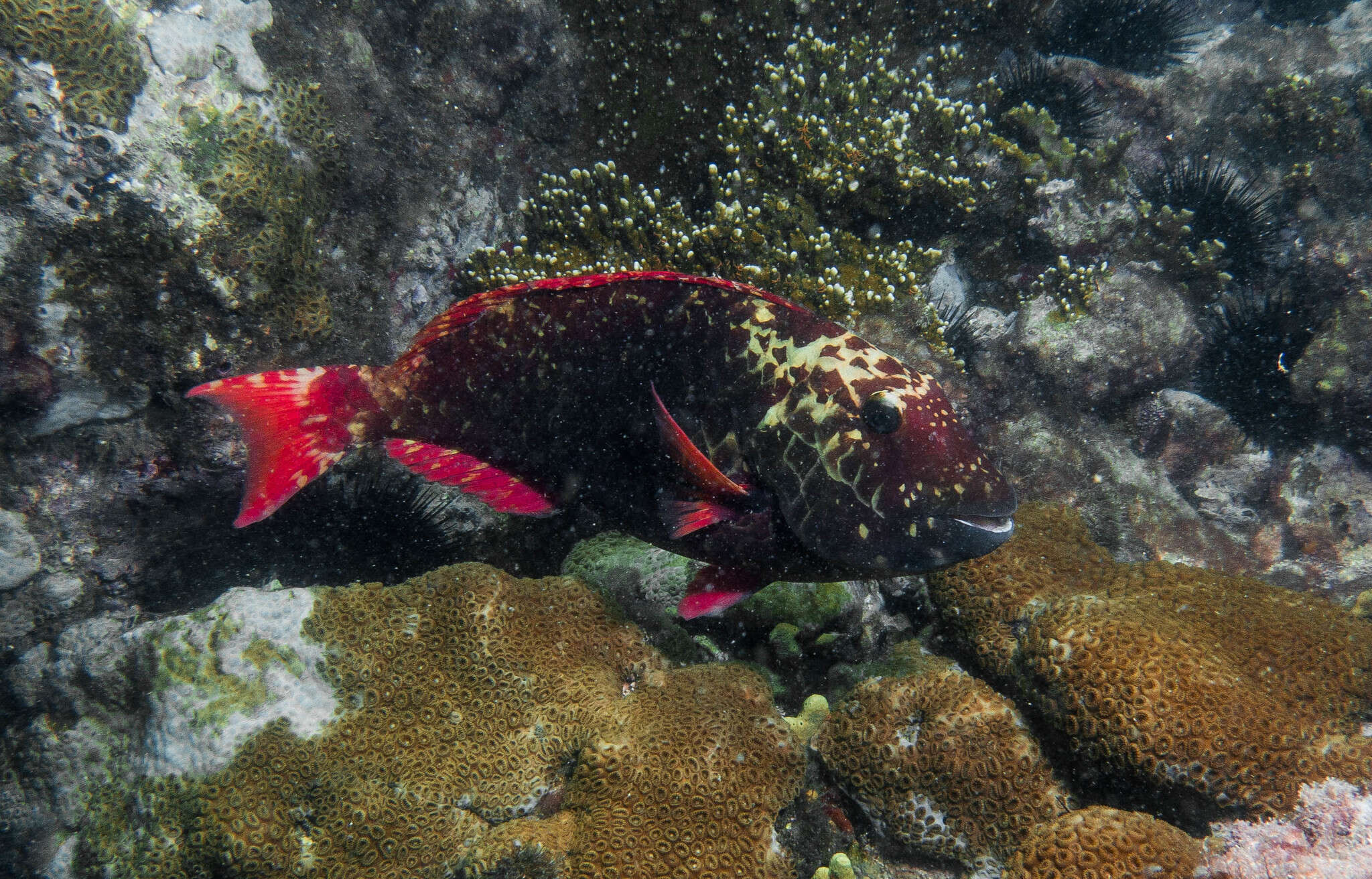 Sparisoma frondosum (Agassiz 1831) resmi