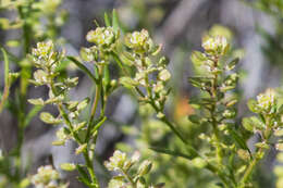 Image of shaggyfruit pepperweed