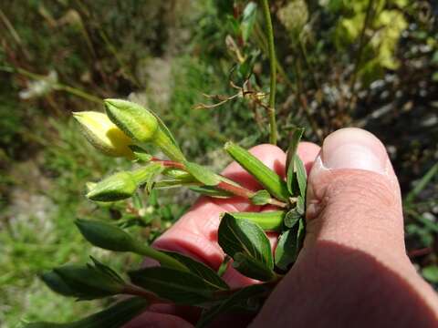 Plancia ëd Oenothera parviflora L.