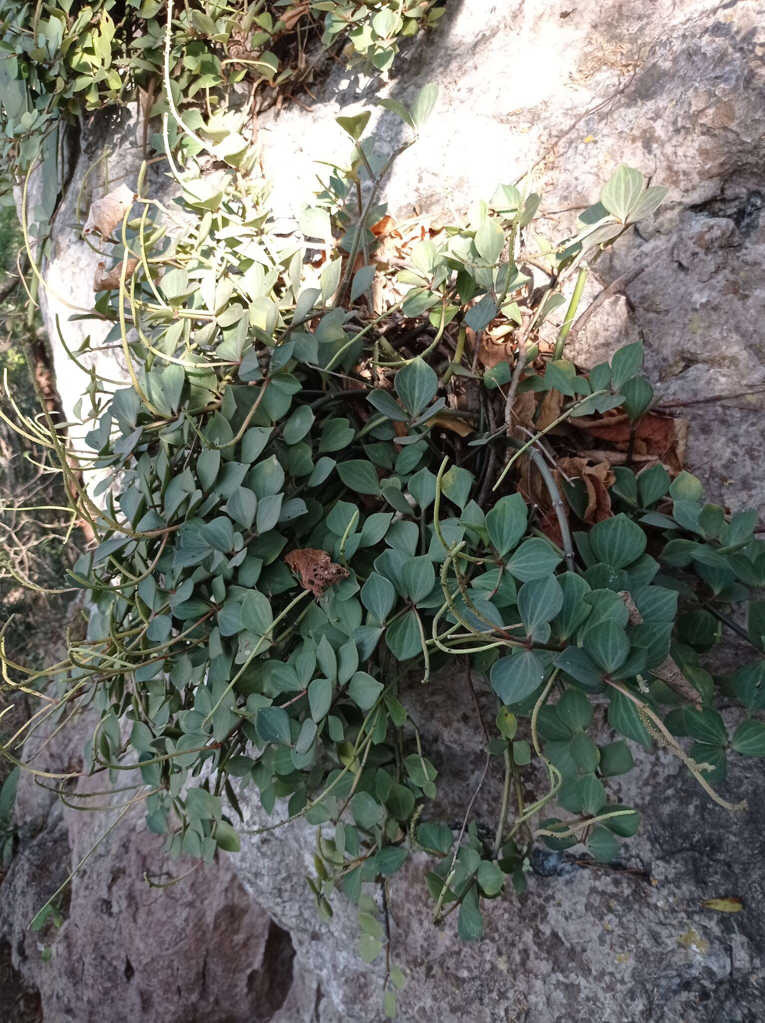 Image of Peperomia angustata Kunth