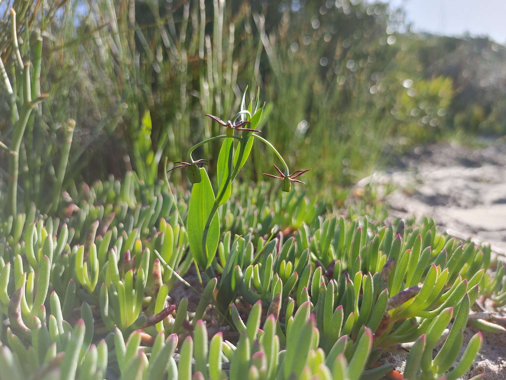 Image of Ornithoglossum viride (L. fil.) Dryand. ex W. T. Aiton