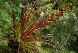 Image of Tillandsia calothyrsus Mez