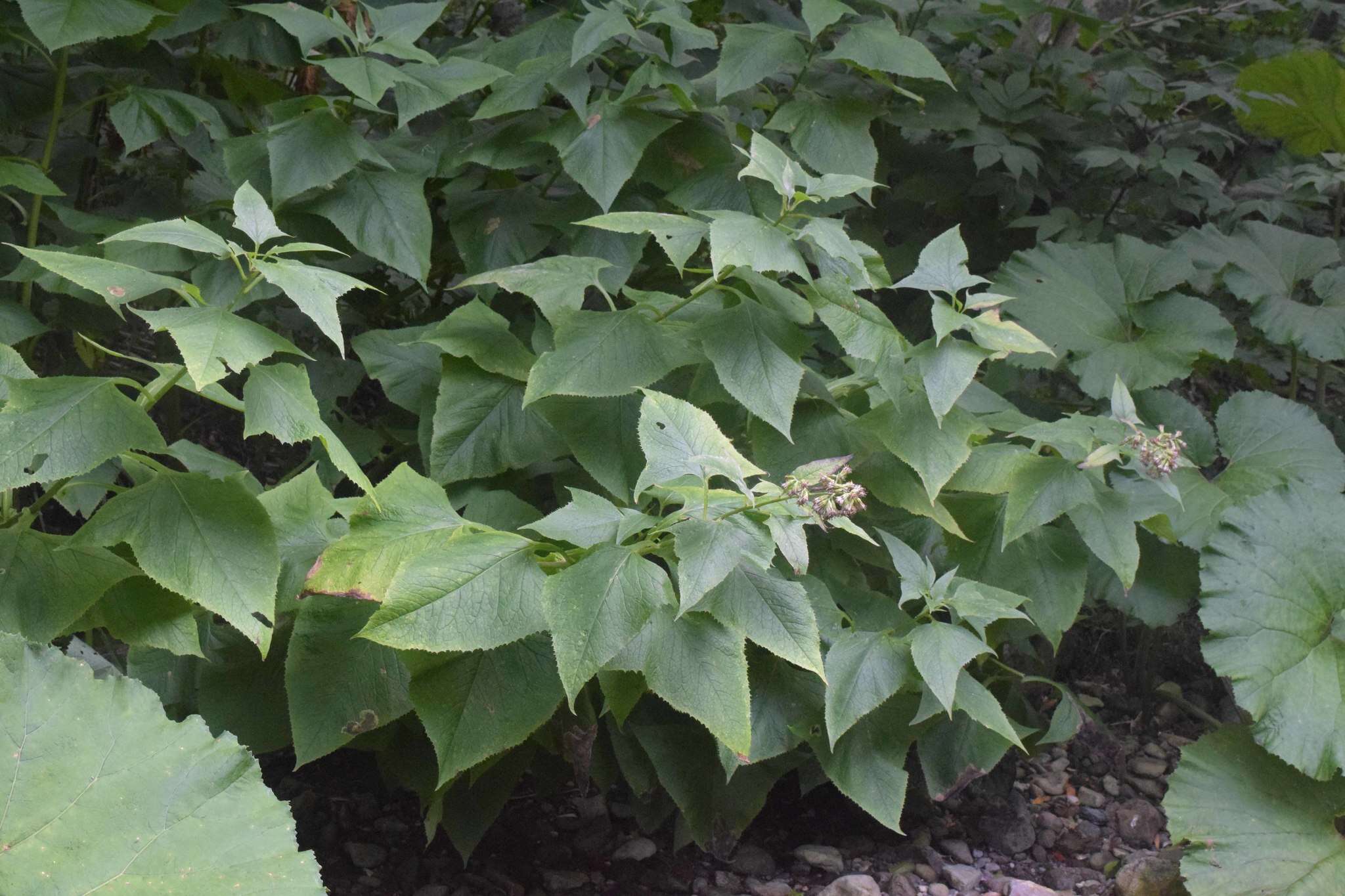 Image of Hasteola robusta (Tolmatch.) Pojark.