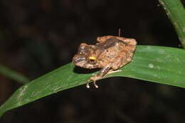 Plancia ëd Pristimantis cerasinus (Cope 1875)