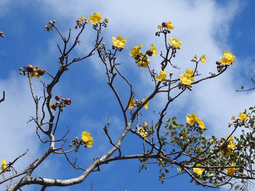 Image of silk cottontree