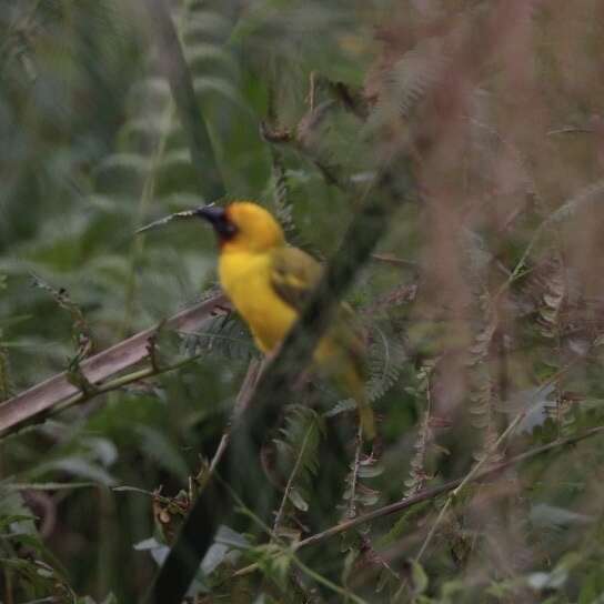 Image of Northern Brown-throated Weaver