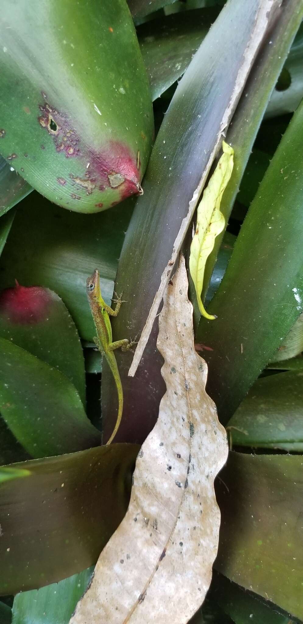 Image of Barbados anole