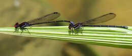 Image of Argia orichalcea Hagen ex Selys 1865