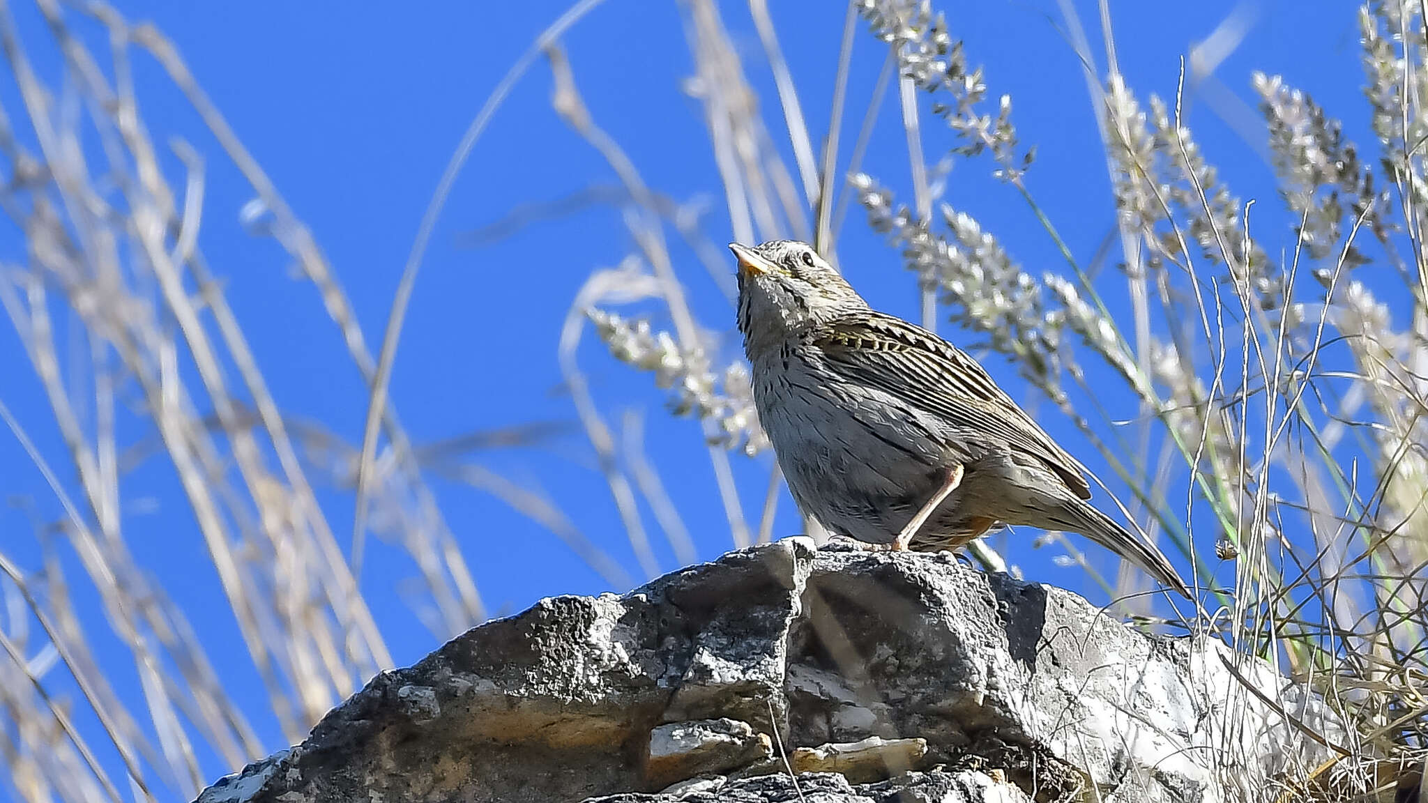 Anthus sylvanus (Hodgson 1845) resmi