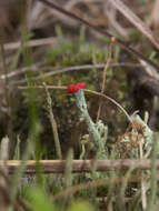 Слика од Cladonia cristatella Tuck.