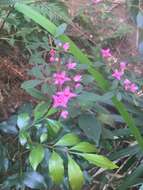 Image of Soft Boronia