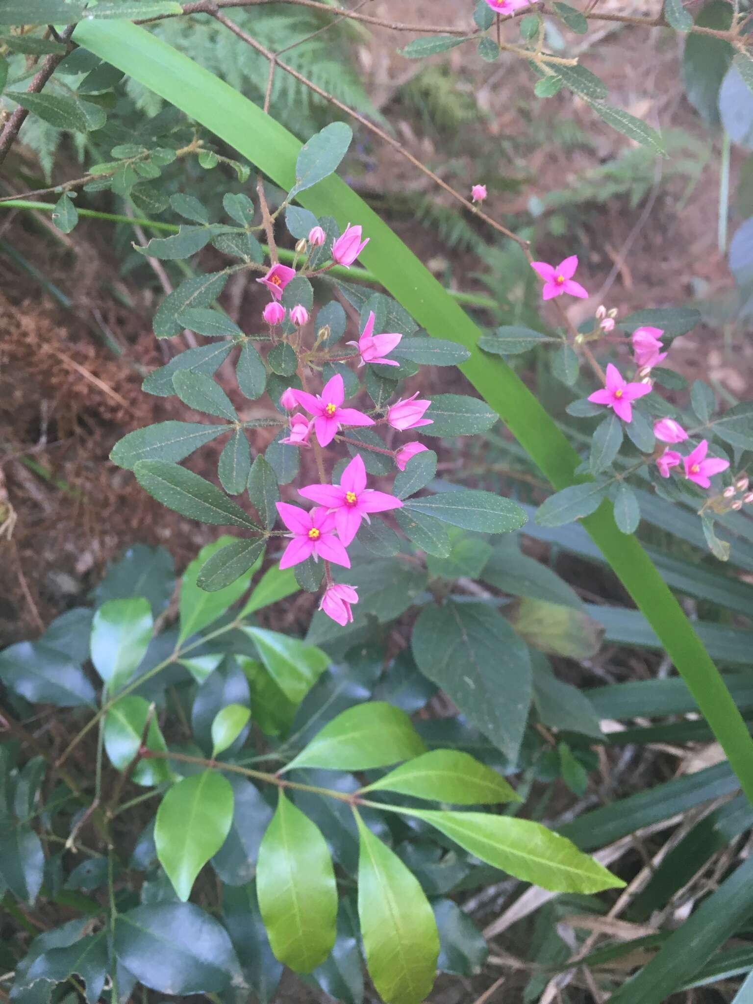 Image of Soft Boronia