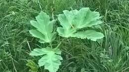 Image of Heracleum sosnowskyi Manden.