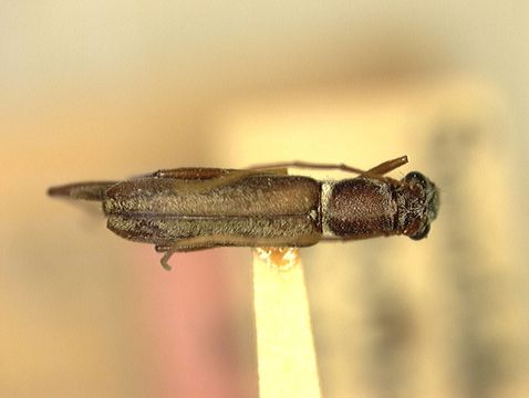 Image of <i>Psilomerus simplex</i> Aurivillius 1924