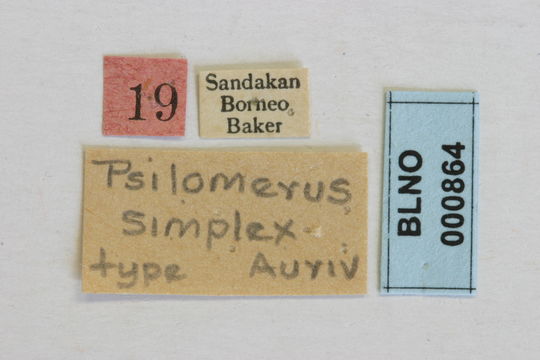 Image of <i>Psilomerus simplex</i> Aurivillius 1924