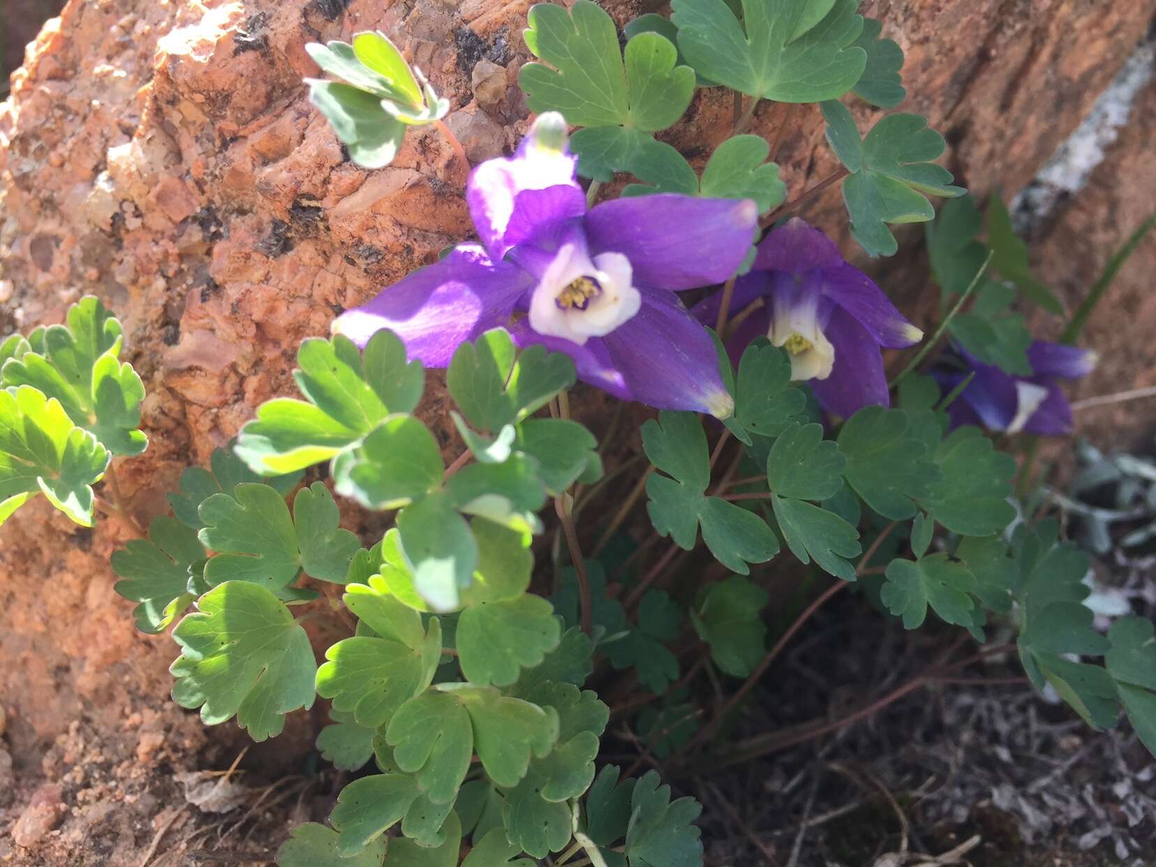 Image of Rocky Mountain blue columbine