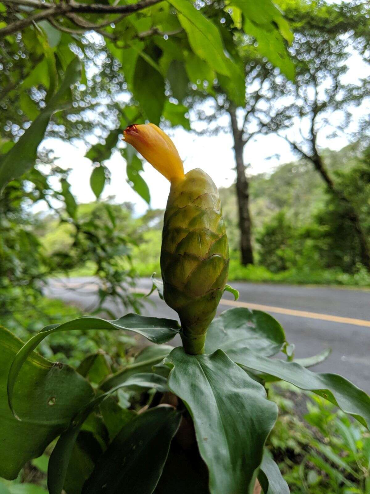 Image of Costus wilsonii Maas