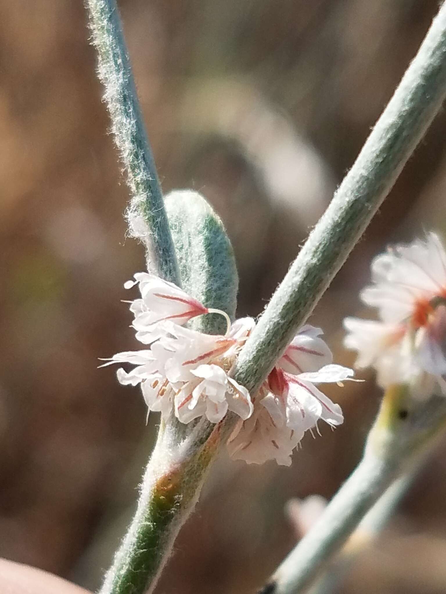 Image of wand buckwheat