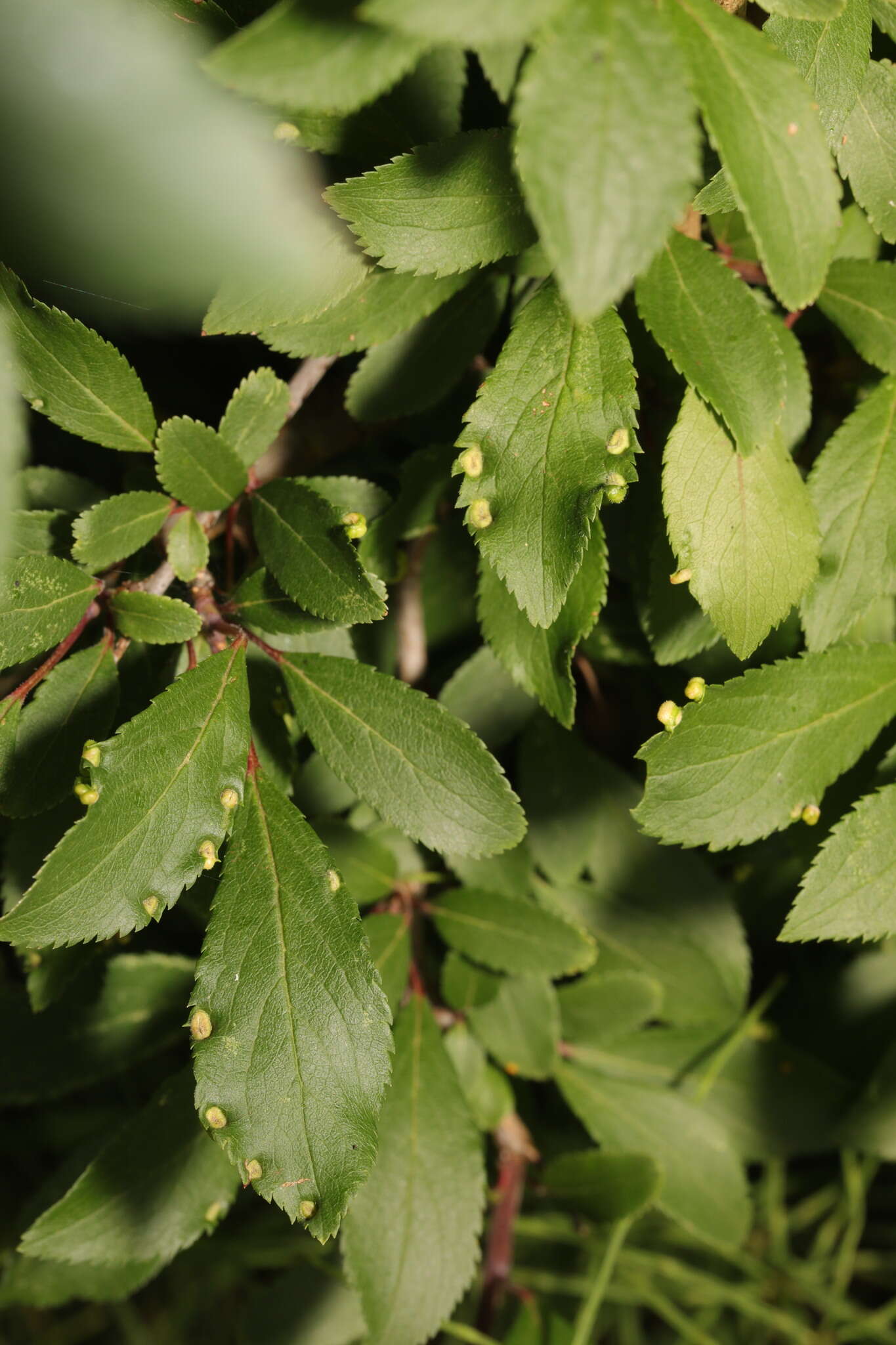 Plancia ëd <i>Eriophyes similis</i> (Nalepa 1890)