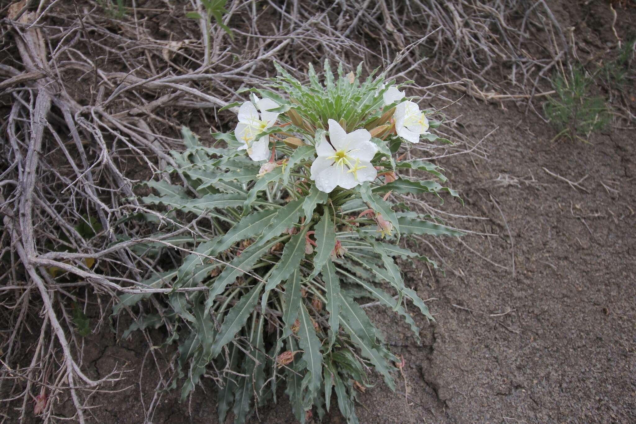 Plancia ëd Oenothera harringtonii W. L. Wagner, R. Stockhouse & W. M. Klein