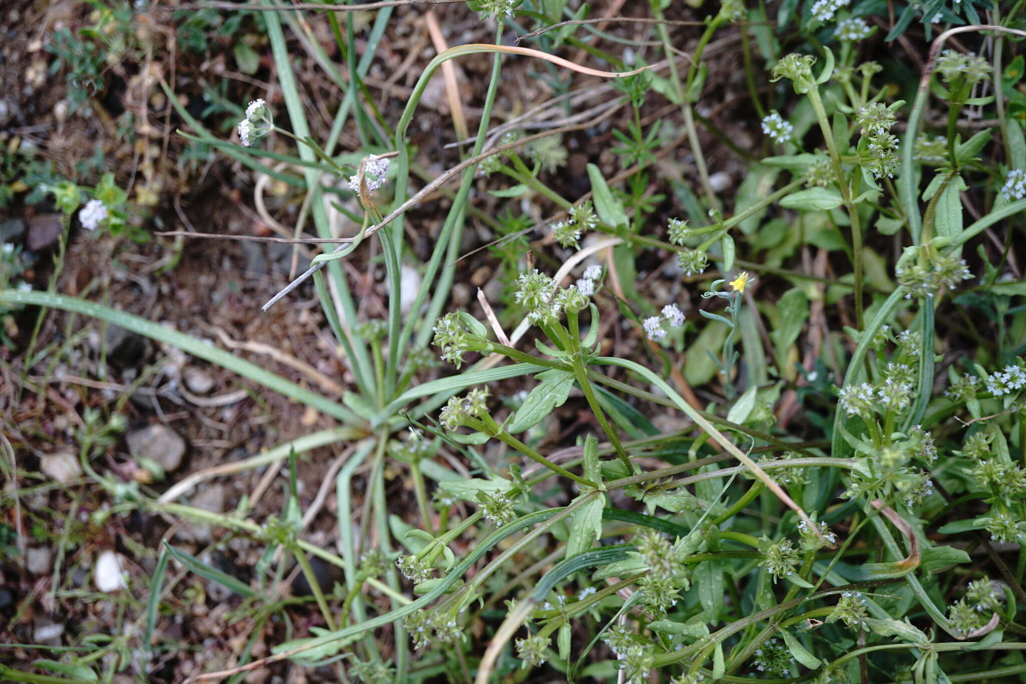 Image of Valerianella echinata (L.) DC.