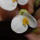 Image of Begonia comorensis Warb.