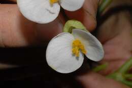 Image of Begonia comorensis Warb.
