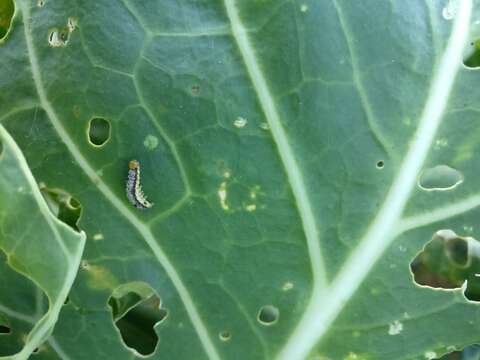 Image of Cross-striped Cabbageworm