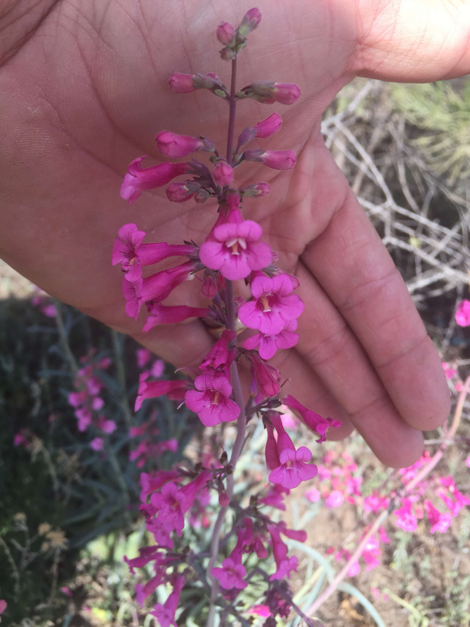 Слика од Penstemon parryi A. Gray