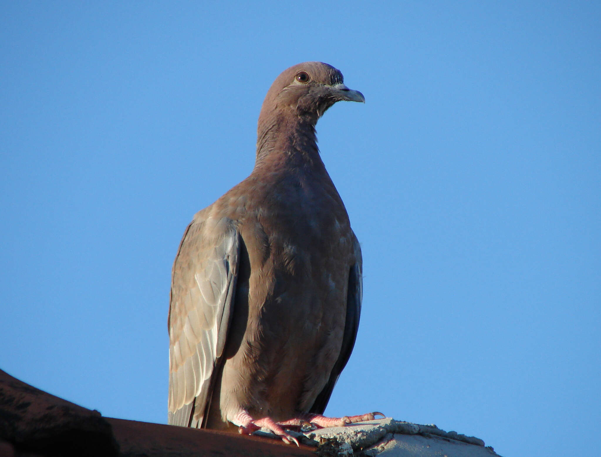 Image of Picazuro Pigeon