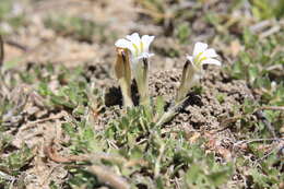 Image of Lobelia thermalis Thunb.