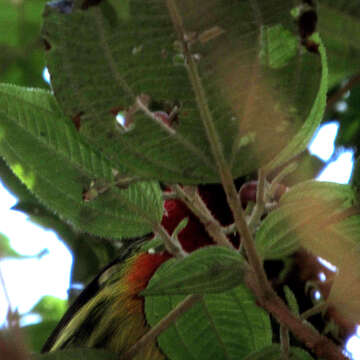 Image of Red-headed Barbet