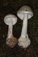 Image de Amanita suballiacea (Murrill) Murrill 1941