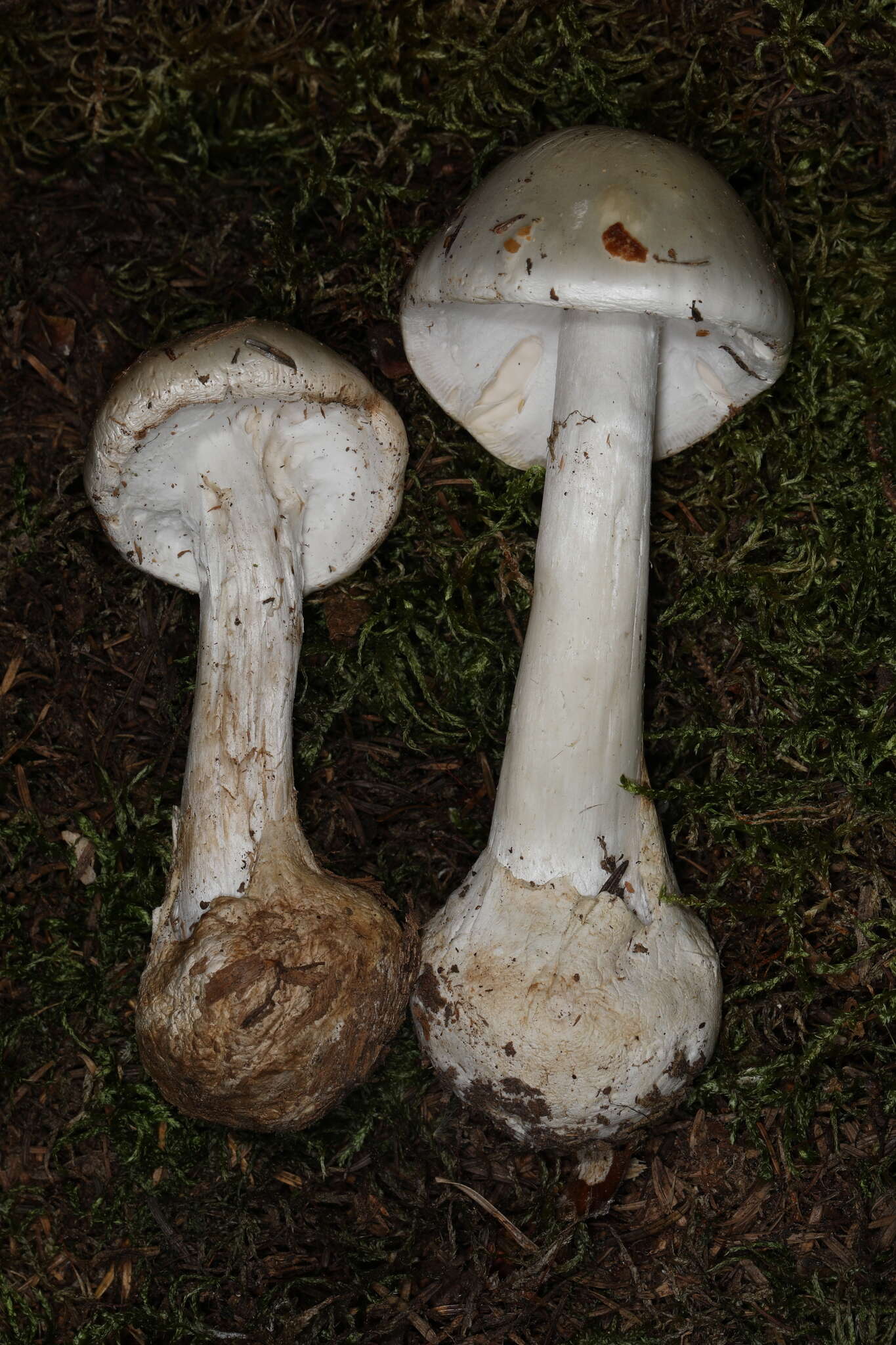 Image de Amanita suballiacea (Murrill) Murrill 1941