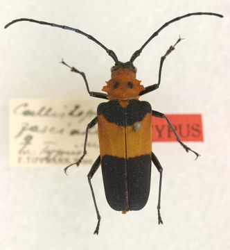 Image of <i>Callistoprionus fasciatus</i> Tippmann 1953