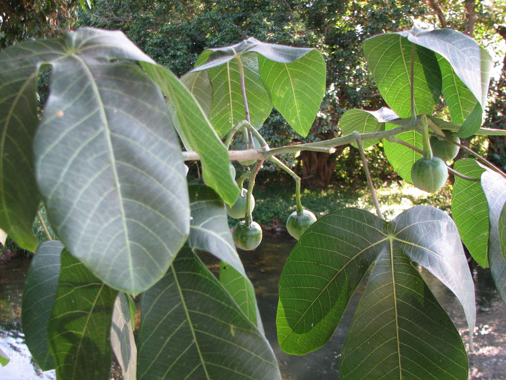 Image of ceara rubbertree