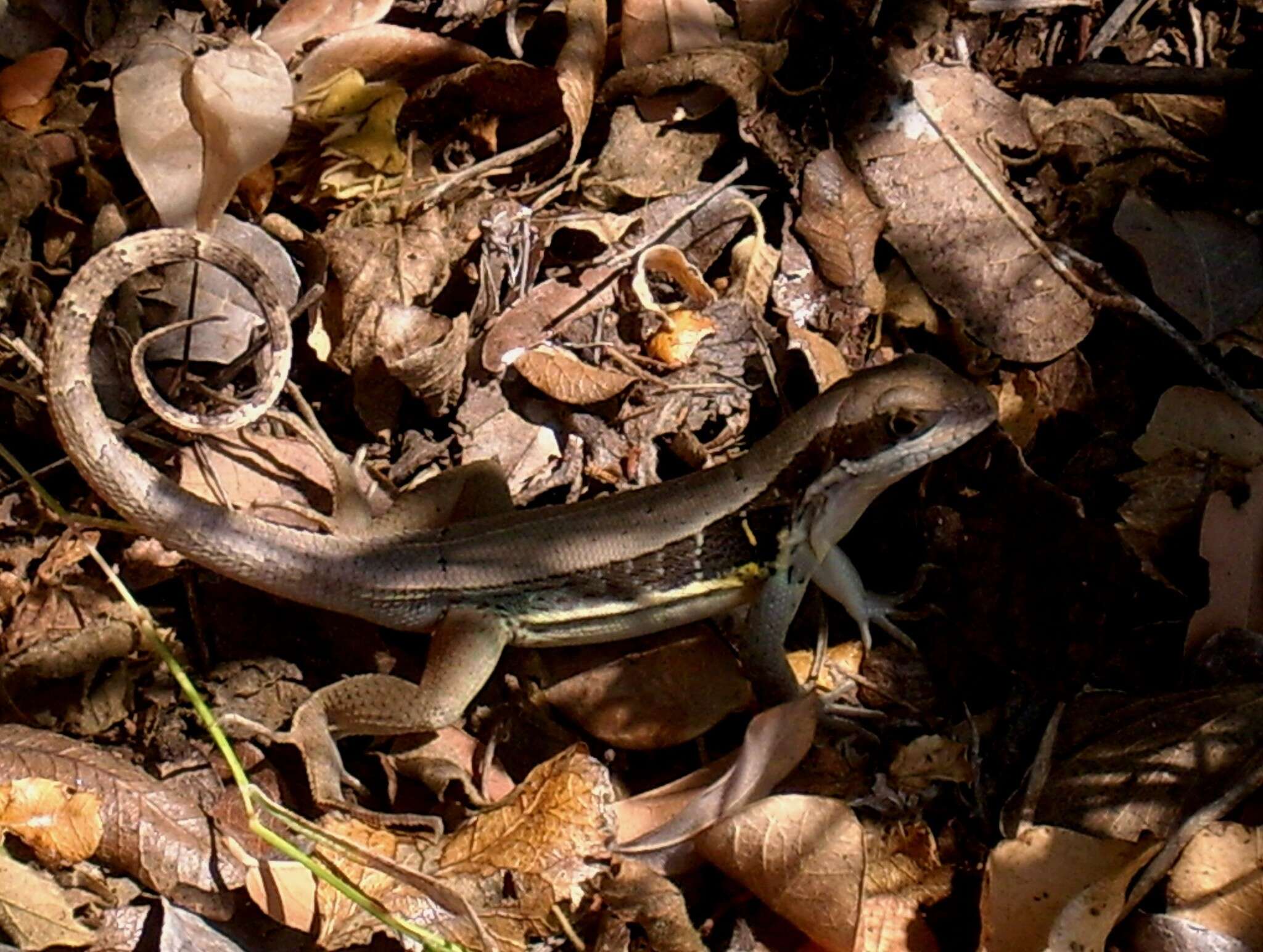 Image of Leiocephalus macropus (Cope 1863)