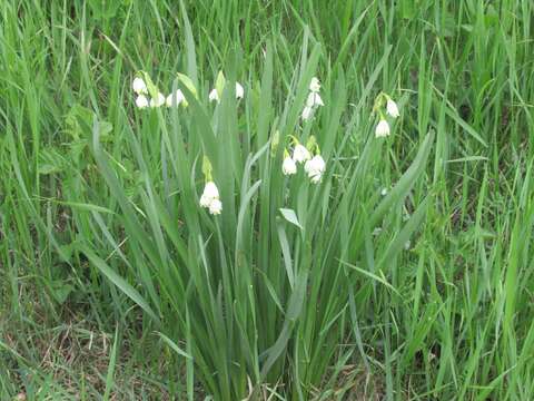 Imagem de <i>Leucojum <i>aestivum</i></i> subsp. aestivum