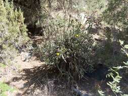 Image of Thornber's buckhorn cholla