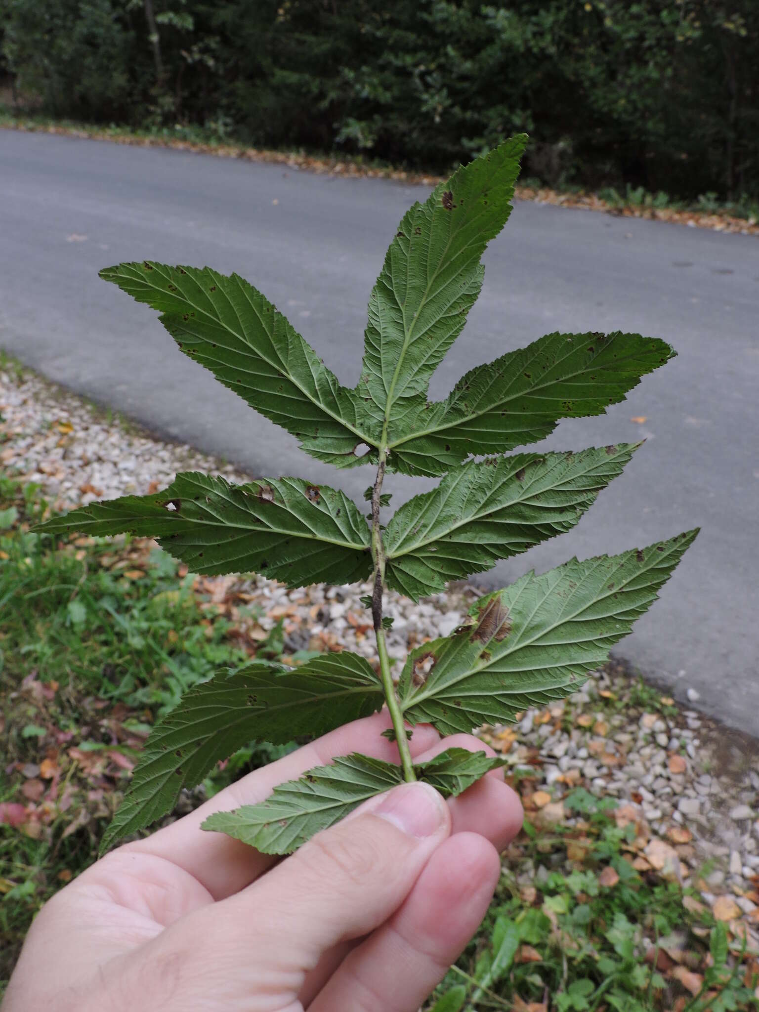 Plancia ëd Filipendula ulmaria subsp. denudata (J. & C. Presl) Hayek