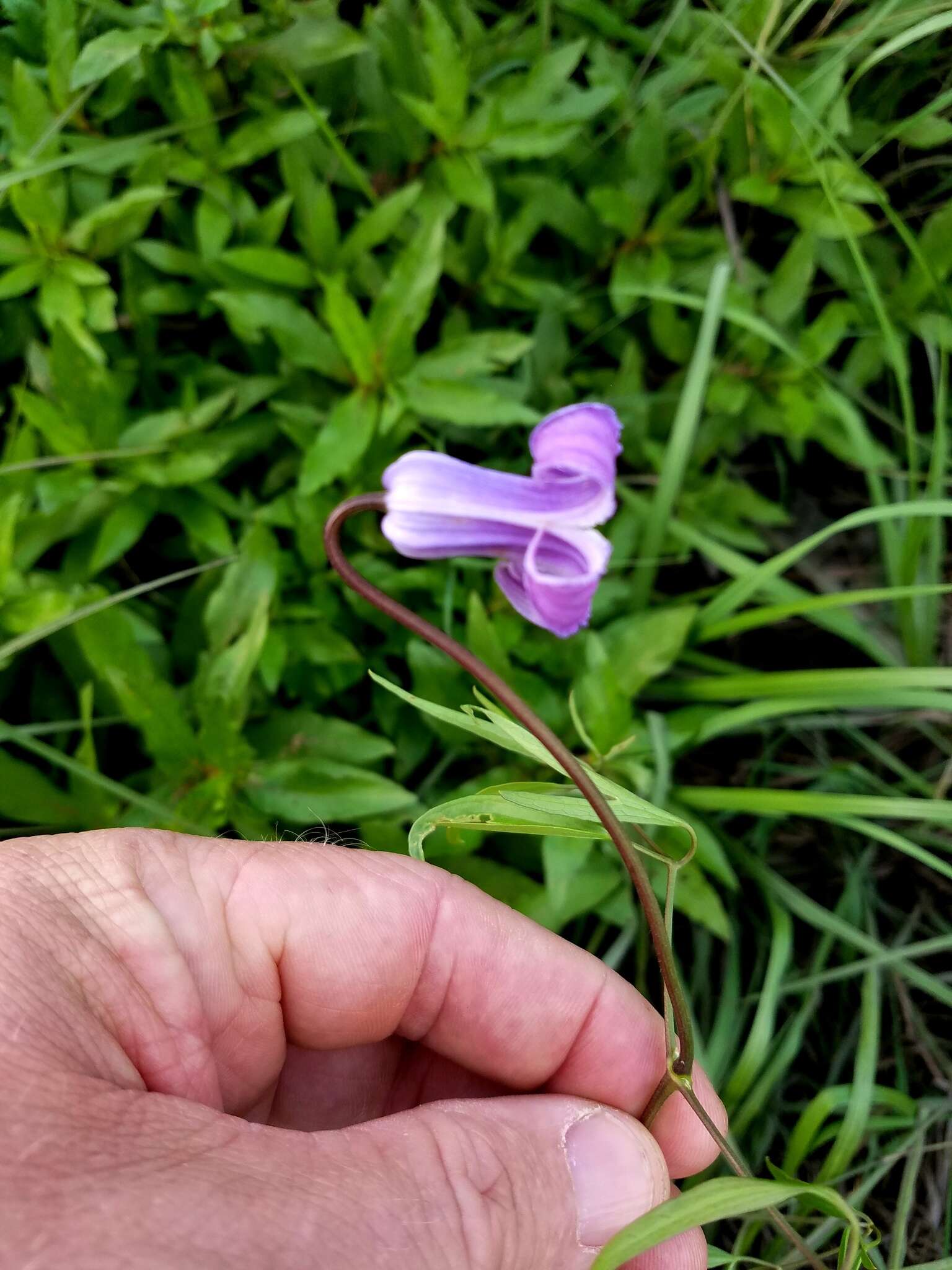 Image of swamp leather flower