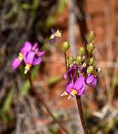 Dodecatheon pulchellum subsp. pauciflorum (Dur.) Hulten resmi