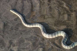 Image of Common or beaked seasnake