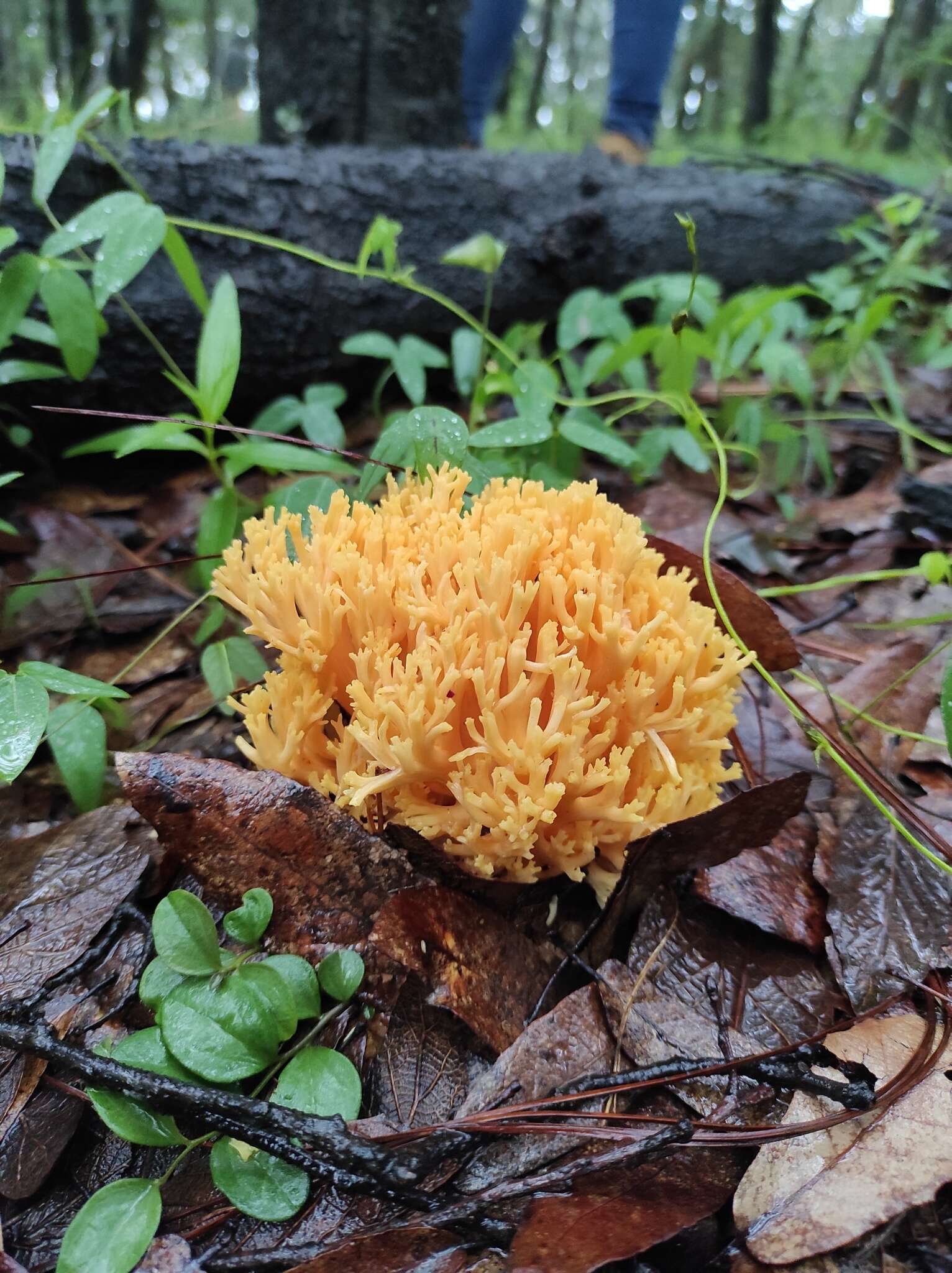 Ramaria flava (Schaeff.) Quél. 1888 resmi