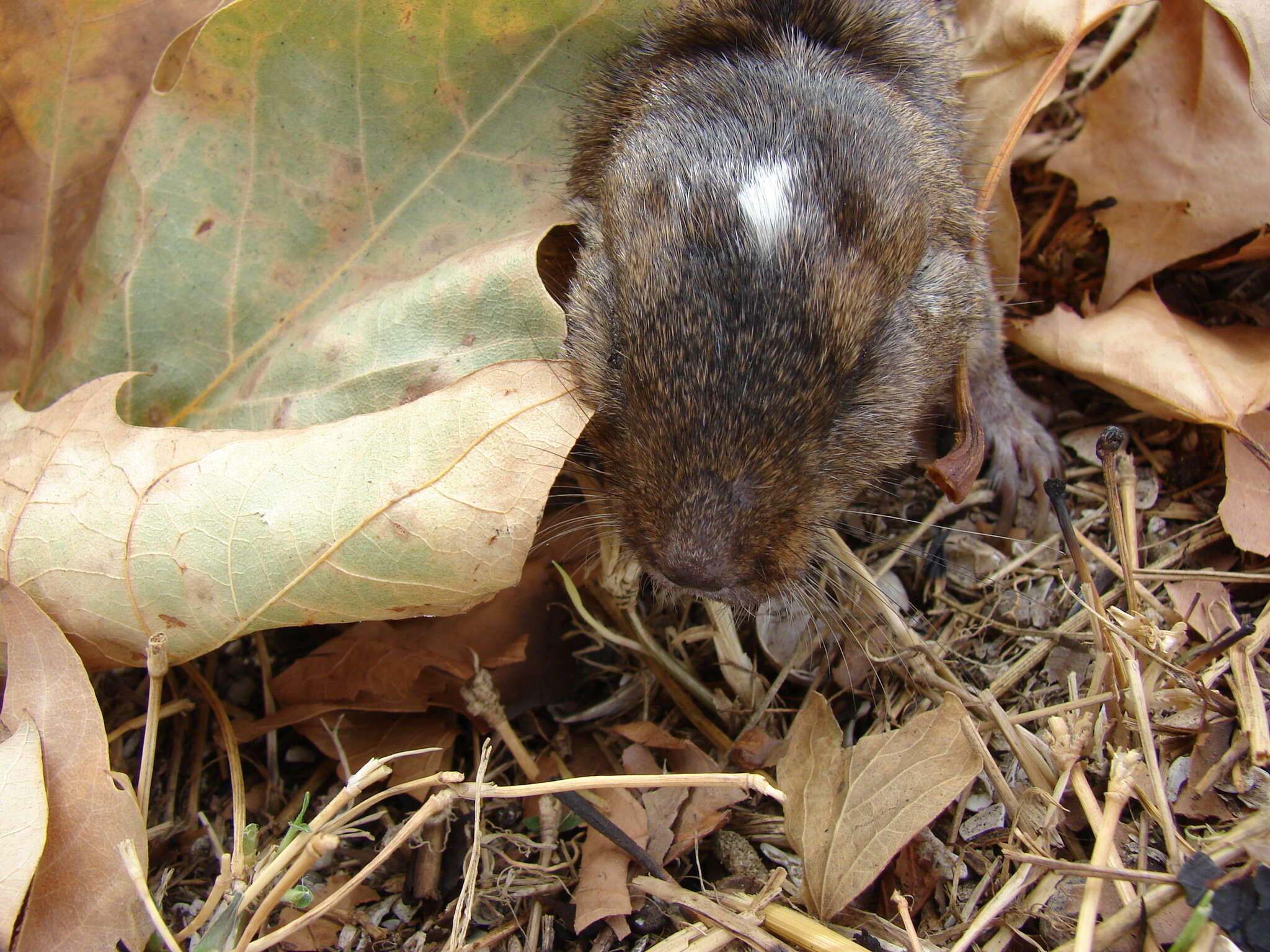 Image of Talas tuco-tuco