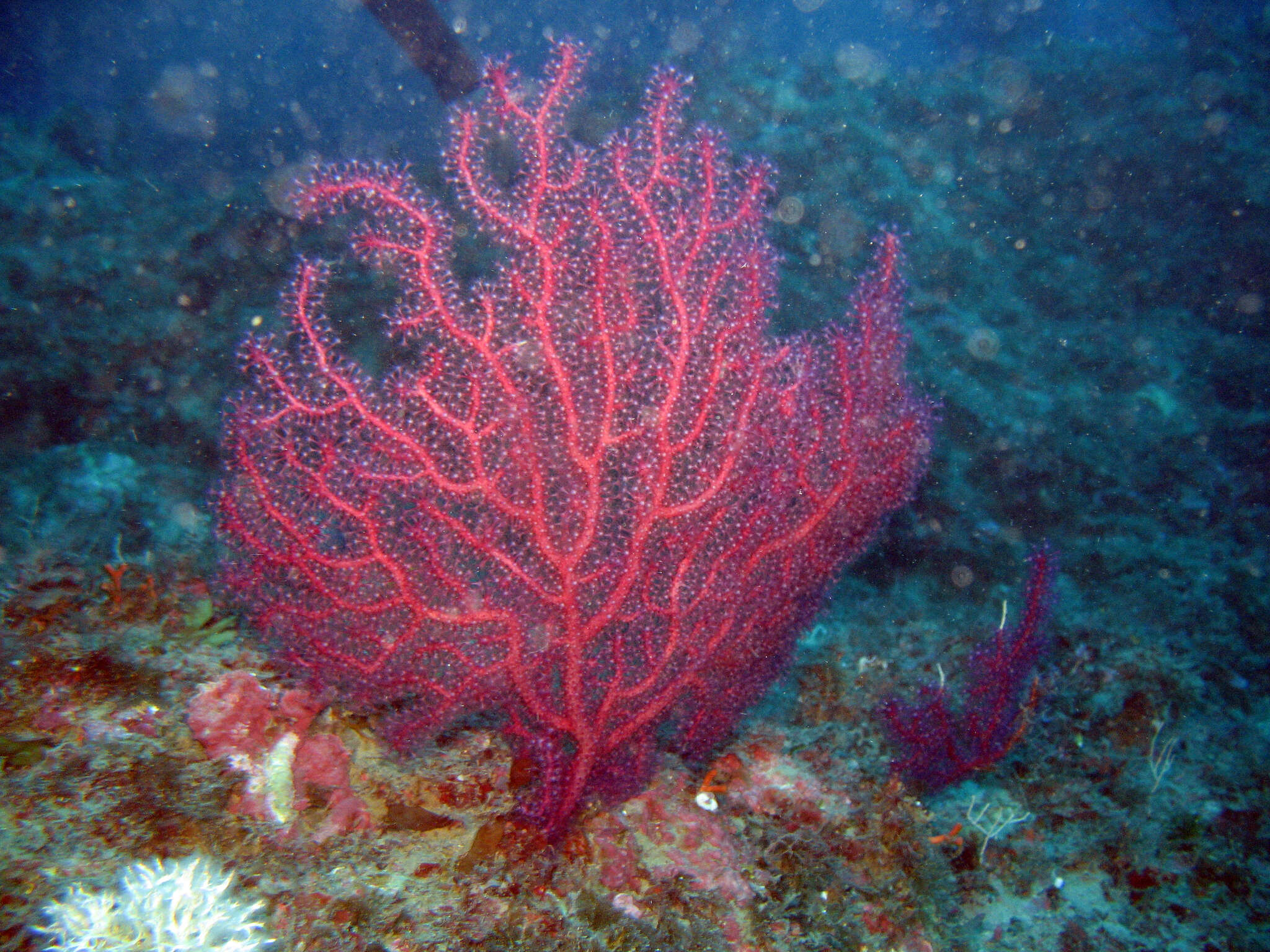 Image of chameleon sea fan