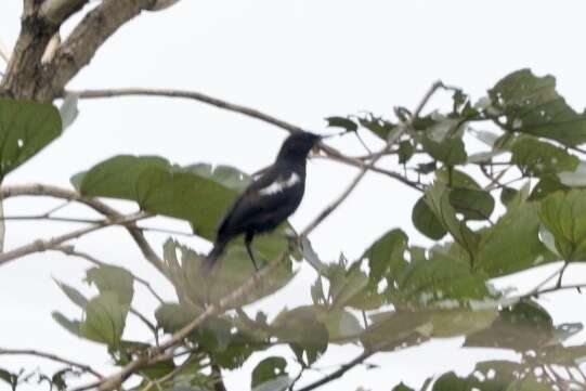 Image of Sooty Chat