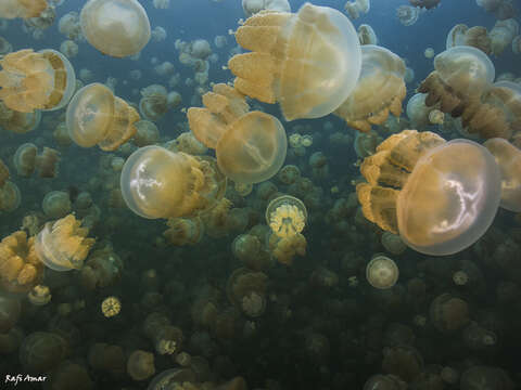 Image of jellyfish